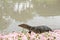 Asian water monitor Varanus salvator is on the waterfront with pink flowers falling on the floor
