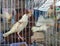 Asian white bird in a cage. A beautiful species of Asian birds flying and moving in a cage