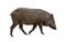 Asian wild boar isolated