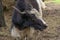 Asian wild bull yak Bos mutus