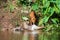 Asian wild dogs eating a deer