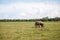 Asian wild elephant walking alone on the meadow