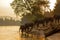 Asian wild family group Elephants walking in the natural river at deep forest