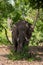 An Asian wild tusker or elephant with huge tusks eating leaves from branch or trunk of a tree at Corbett National Park, india