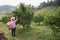 Asian woman gardener with the basket on back picking an orange for sale in the oranges field garden