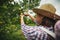 Asian woman gardener with the basket on back picking an orange with scissor in the oranges field garden