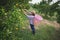 Asian woman gardener with the basket on back picking an orange with scissor in the oranges field garden