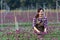 Asian woman gardener is cutting purple chrysanthemum flowers using secateurs for cut flower business for dead heading, cultivation