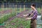 Asian woman gardener is cutting purple chrysanthemum flowers using secateurs for cut flower business for dead heading, cultivation