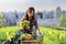 Asian woman gardener is harvesting organics vegetable while working at rooftop urban farming futuristic city sustainable gardening