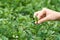 Asian woman hand picking up the tea leaves from the tea plantation, the new shoots are soft shoots. Water is a healthy food and d