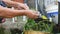 Asian woman hands removing vegetable leaves from stem by hand.