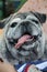 Asian woman holding a fat pug dog smiling sees a cute tongue funny face happy dog