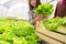 Asian woman hydroponics organic farmer and employee collecting vegetables salad into wooden box with greenhouse. People lifestyles