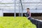 Asian woman local farmer growing  green oak salad lettuce in the greenhouse using hydroponics water system organic approach and