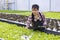 Asian woman local farmer growing  green oak salad lettuce in the greenhouse using hydroponics water system organic approach for