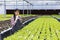 Asian woman local farmer growing  green oak salad lettuce in the greenhouse using hydroponics water system organic approach and