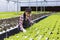 Asian woman local farmer growing green oak salad lettuce in the greenhouse using hydroponics water system organic approach for