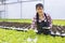 Asian woman local farmer growing vegetable salad lettuce in the greenhouse using hydroponics water system organic approach for