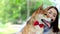 An Asian woman is loving talking with her Shiba Inu dogs. Japanese dog with bow tie.