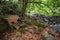 Asian woman NGO naturalist relaxation work with laptop on stones in rainforest