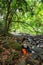 Asian woman NGO naturalist relaxation work with laptop on stones in rainforest