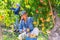 Asian woman orchard owner harvesting ripe peaches