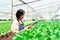 Asian woman owns a hydroponics vegetable farm Quality inspection of green leafy vegetables before collecting them for sale. Grow