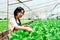 Asian woman owns a hydroponics vegetable farm Quality inspection of green leafy vegetables before collecting them for sale. Grow