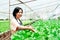 Asian woman owns a hydroponics vegetable farm Quality inspection of green leafy vegetables before collecting them for sale. Grow