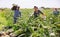 Asian woman plantation worker picking artichokes on vegetable field