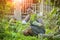 Asian woman relaxing harvesting organic vegetable in home garden