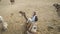 Asian woman riding camel  at Giza pyramid Egypt scary activity and exciting for tourist