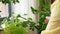 Asian woman spraying houseplant with water at home