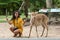 Asian woman teasing with Eld`s deer for taking photo