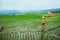 Asian woman travel nature. Walking open an umbrella sling backpack on the field. View of the field on the Moutain in summer.