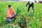 Asian woman vegetable grower harvesting green garlic on plantation