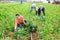 Asian woman vegetable grower harvesting green garlic on plantation