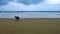 Asian woman walking on tropical summer empty sandy beach picking up plastic bottle