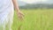 Asian woman in white dress is strolling in vast grassland and touching top of green grass by hand. Girl walking in meadow with