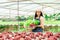 Asian woman who owns a hydroponics vegetable farm. Harvest green vegetables in baskets for sale, grow vegetables using water