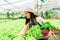 Asian woman who owns a hydroponics vegetable farm. Harvest green vegetables in baskets for sale, grow vegetables using water