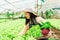 Asian woman who owns a hydroponics vegetable farm. Harvest green vegetables in baskets for sale, grow vegetables using water