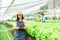 Asian woman who owns a hydroponics vegetable farm. Harvest green vegetables in baskets for sale, grow vegetables using water