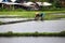 Asian woman working on rice cultivation in a field flooded with water in the plains surrounding Bali