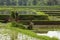 Asian woman working on rice cultivation in a field flooded with water in the plains surrounding Bali