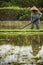 Asian woman working on rice cultivation in a field flooded with water in the plains surrounding Bali