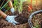 Asian women being dig the ground Planting lemongrass. Vegetable kitchen garden