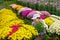 Asian women check condition of chrysanthemum garden flowers that are quality with new export