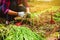 Asian women are digging vegetable garden